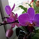 Корифей Клевер Парк